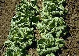 Wilting of plants exposed to heat
