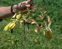 Water-logged potato plant
