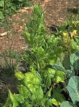 Bolting of broccoli