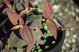 Leaves reddened by chilling.