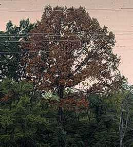 Tall oak tree killed by lightning.