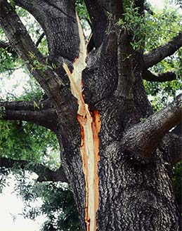 Trunk split by lightning.
