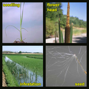 Life stages of Cattails
