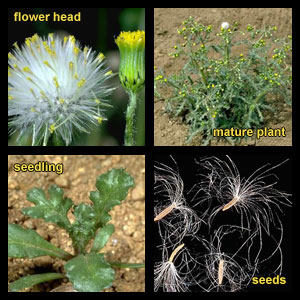 Life stages of Common groundsel