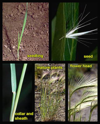 Life stages of Foxtail barley