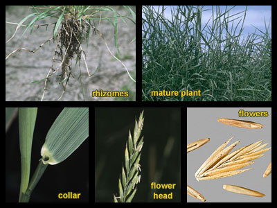 Life stages of Quackgrass