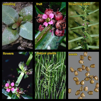 Life stages of Redstems