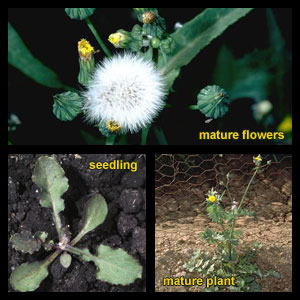 Life stages of Sowthistles