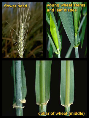 Life stages of Volunteer wheat