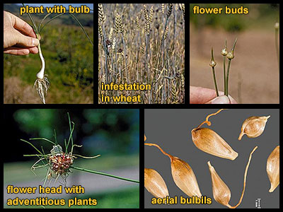 Life stages of wild garlic