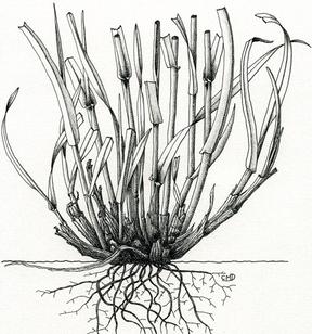 Illustration of annual ryegrass